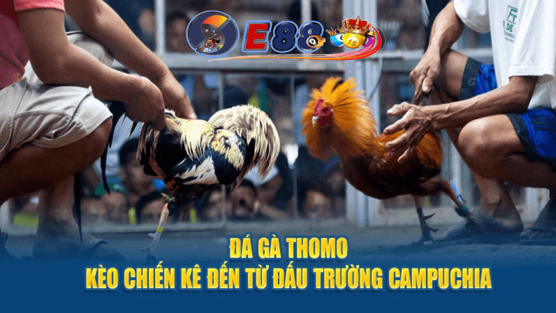 Cách Tham Gia Trực Tiếp Thomo Hôm Nay