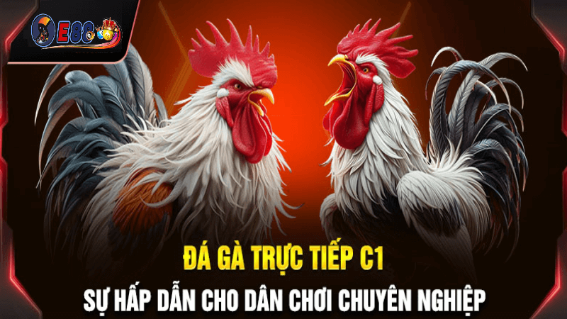 đá gà trực tiếp c1 tại E88